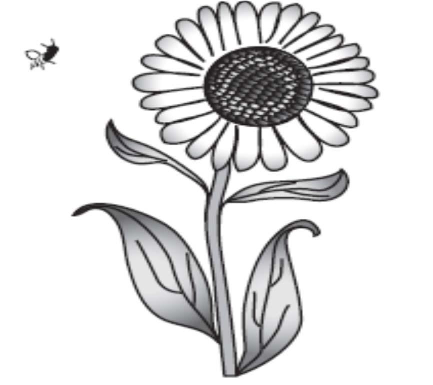 Q 52 A sunflower and a bee are shown. What is the function of the sunflower s seeds? a. Food for the bee b.