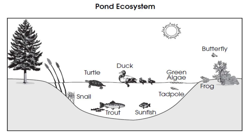 Q 88 Which organism in the pond ecosystem completely changes its physical features