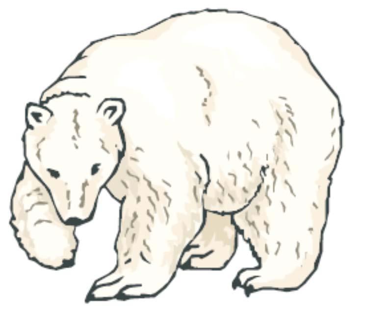 Q 98 Polar bears are the world s largest land predators. Their main prey is the seal, but they also eat great quantities of fish.