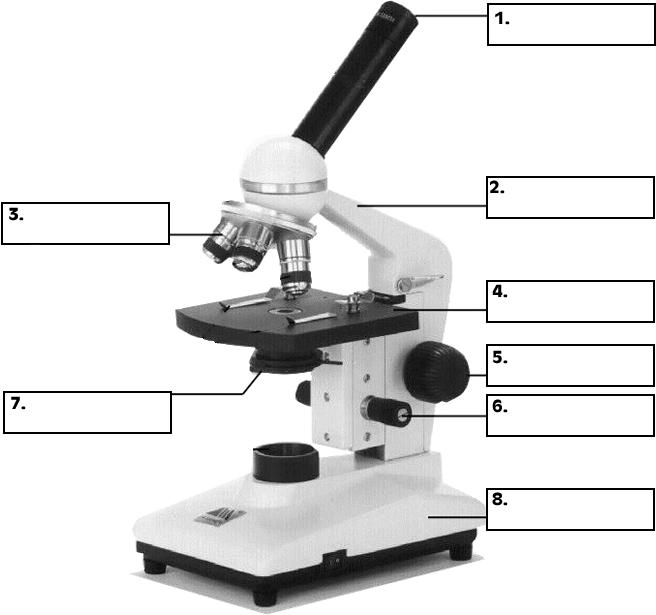 D. Label the microscope with the following terms: objectives, eyepiece, arm, coarse focus, fine focus, stage