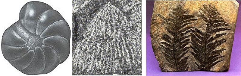 A fossil that helps identify when certain geologic events happened; the relative date.