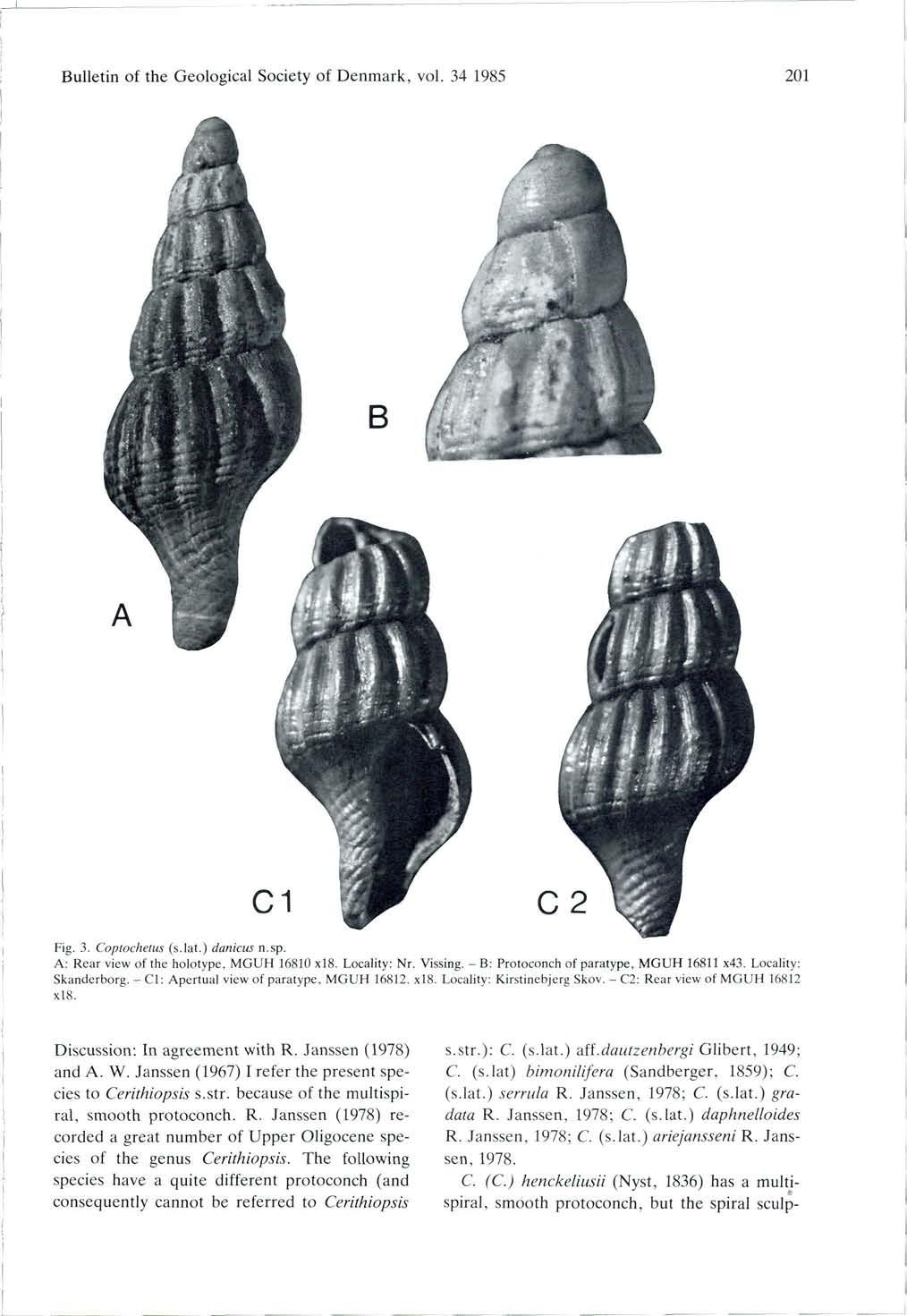 Bulletin of the Geological Society of Denmark, vol. 34 1985 201 Fig. 3. Coptochetus (s.lat.) danicus n.sp. A: Rear view of the holotype, MGUH 16810 xl8. Locality: Nr. Vissing.