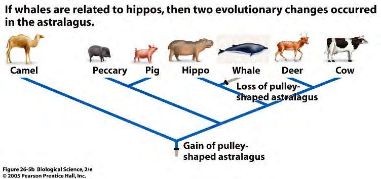 Placement of Cetaceans Mounting DNA evidence AND fossil whale morphology suggests that Hippos