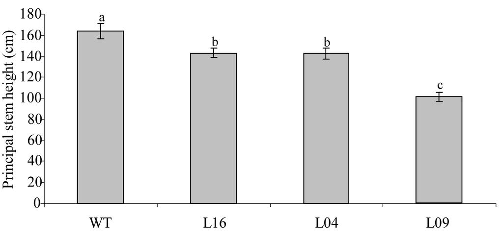 Supplemental data Figure S3.1 Dispersion of lateral branch of 1 st and 2 nd order of tomato cv. Craigella (wild-type) and three independent SlCCD8 RNAi lines (L16, L04, and L09).