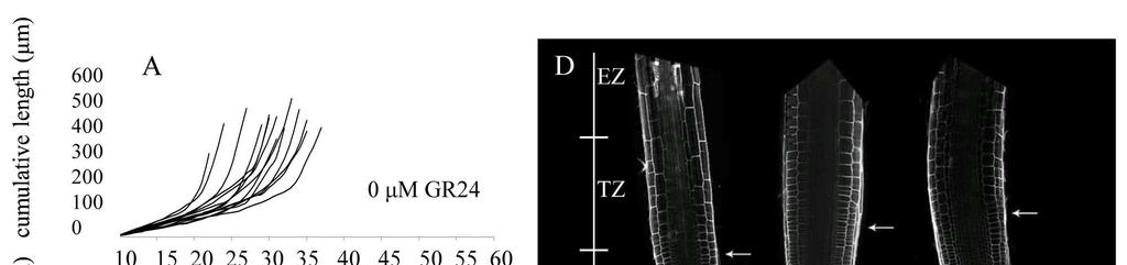 Supplemental data Figure S7.1: Application of GR24 affects cortical root cell dynamics of the proliferation and transition zone in a concentration dependent way.
