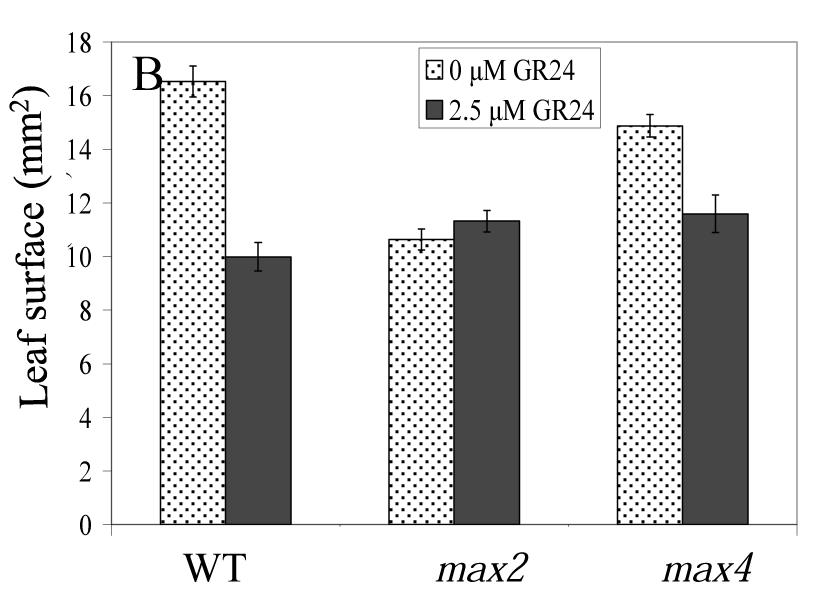 Supplemental data Figure S7.2: The inhibitory effect of GR24 application on LRP development is decreased in plants grown under phosphate limiting conditions.