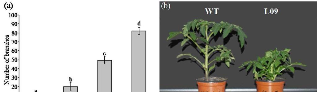 The tomato CARTENID CLEAVAGE DIXYGENASE8 (SlCCD8) is regulating, rhizosphere signaling, plant architecture and reproductive development through strigolactone biosynthesis Figure 4: Analysis of shoot