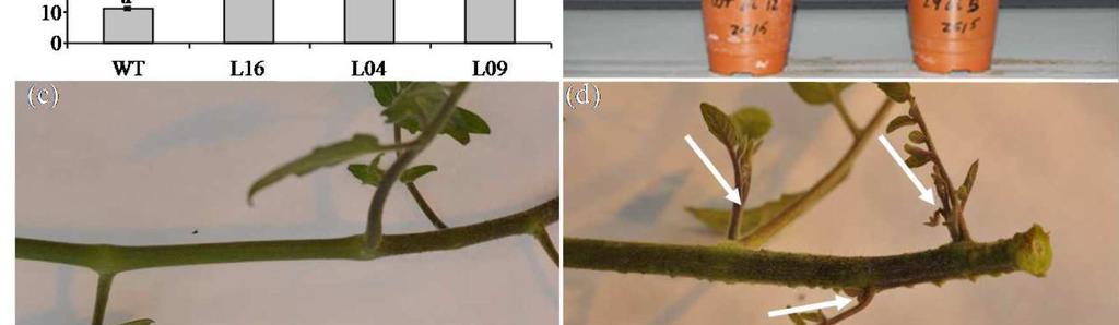 number of branches (n=5), (b) Photo of wild-type and transgenic SlCCD8 knock-down L09 plants, (c) Close-up of wild-type secondary branches, (d) Close-up of L09 secondary branches (arrows indicate