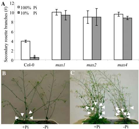Chapter 6 Figure 5: The effect of phosphate levels on Arabidopsis axillary shoot 98 weeks, plants were analyzed and the number of secondary rosette branches was assessed.