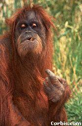 Phylogeny (evolu1onary tree) Orangutan Gorilla Chimpanzee