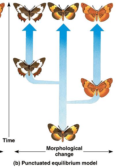 In the punctuated equilibrium model, the tempo of speciation is not constant.