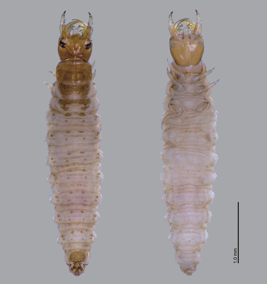 First Instar Larva of Hydrobius pauper 281 Fig. 1. Habitus of the first instar larva of Hydrobius pauper SHARP, 1884, dorsal and ventral view.
