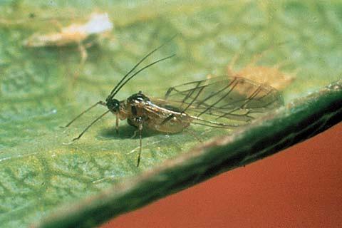 Desert Aphid Complex Green peach aphid Myzus