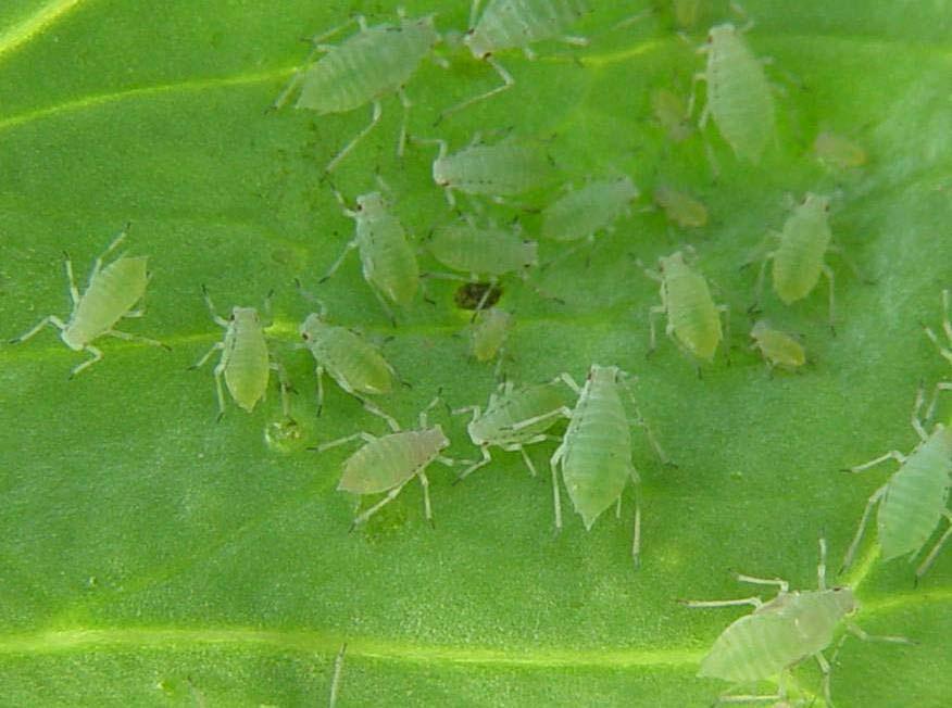 Keys to Economic Aphid Management Acyrthosiphon lactucae Early detection of colonization Proper ID of