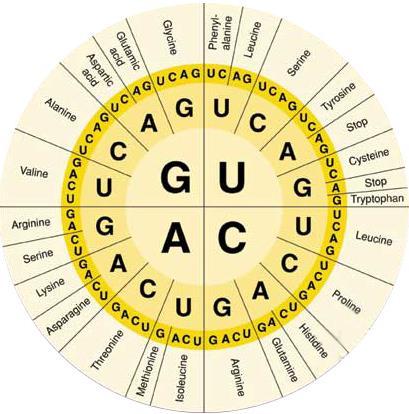 Translation Genetic code If genes are segments of DNA and if DNA is just a string of nucleotide pairs, then how does the sequence of nucleotide pairs dictate the sequence of amino acids in proteins?