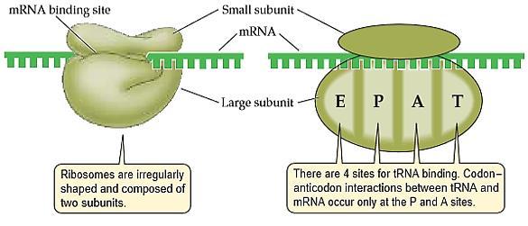 Ribosomes act as the workbench for translation: Ribosomes are required for the translation of the genetic information in mrna into a polypeptide chain.