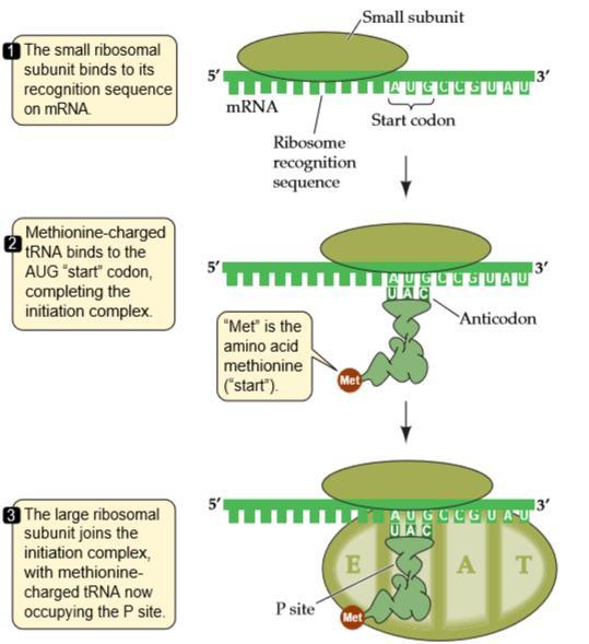 Translation Process: RNA-Directed Polypeptide Synthesis Like transcription, translation occurs in three steps: initiation, elongation, and termination.