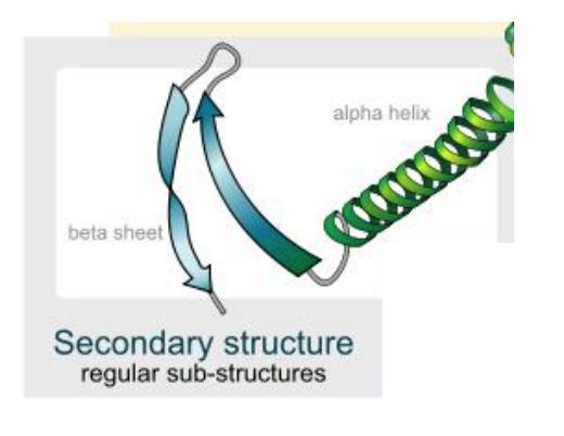 of proteins - Primary structure is the amino acid sequence in a