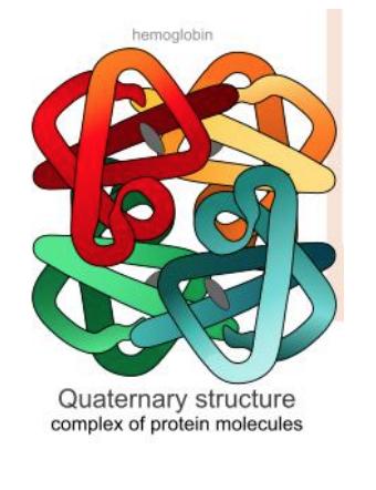 - Quaternary structure is the 3D structure of multiple polypeptide