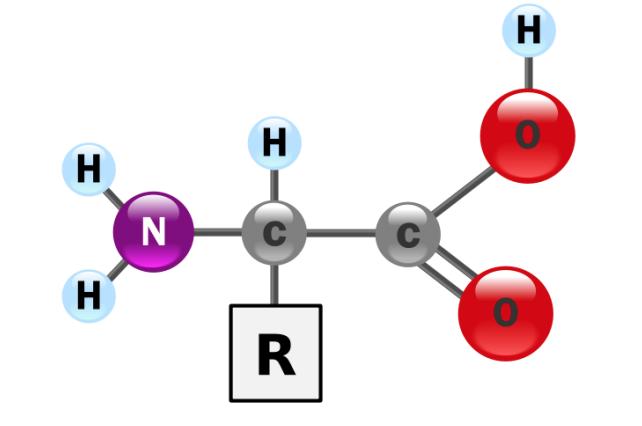Amino acid R groups provide proteins with certain properties - R groups can be: nonpolar, polar, positively charged, negatively charged Proteins are into two types - Globular proteins are compact