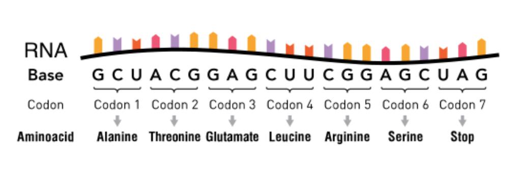 CONCEPT: GENETIC CODE Nucleotides and amino acids are translated in a 1 to 1 method The triplet code states that three nucleotides codes for one amino acid - A codon is a term for the three