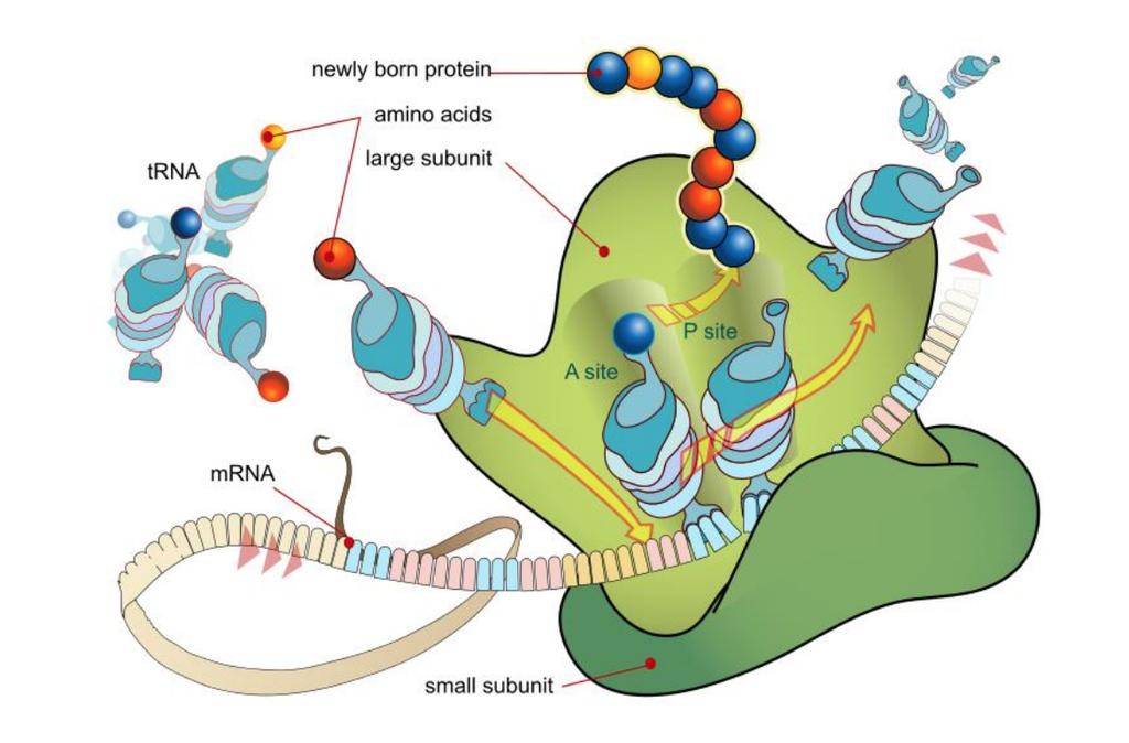 CONCEPT: RIBOSOME STRUCTURE The Ribosome is a RNA-protein complex responsible for translating mrna into The ribosome structure has: - One large and one small subunit - A composition of 2/3 rd RNA and