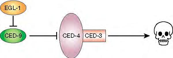 C. elegans apoptosis CED-9=Blocks apoptosis CED-4=linker molecule forms activating complex with CED-3