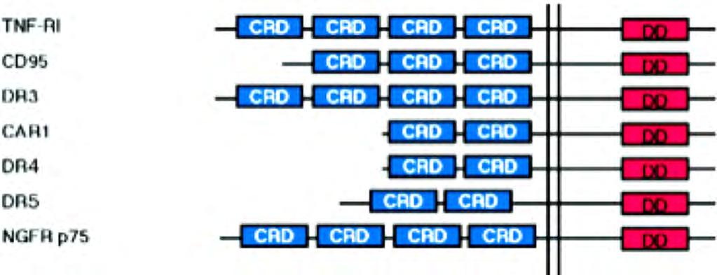TNF receptor family Cysteine-Rich Domains (CRD) Death Domains (DD) Bind