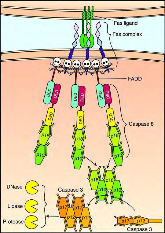 Fas Induced Apoptosis The Formation of