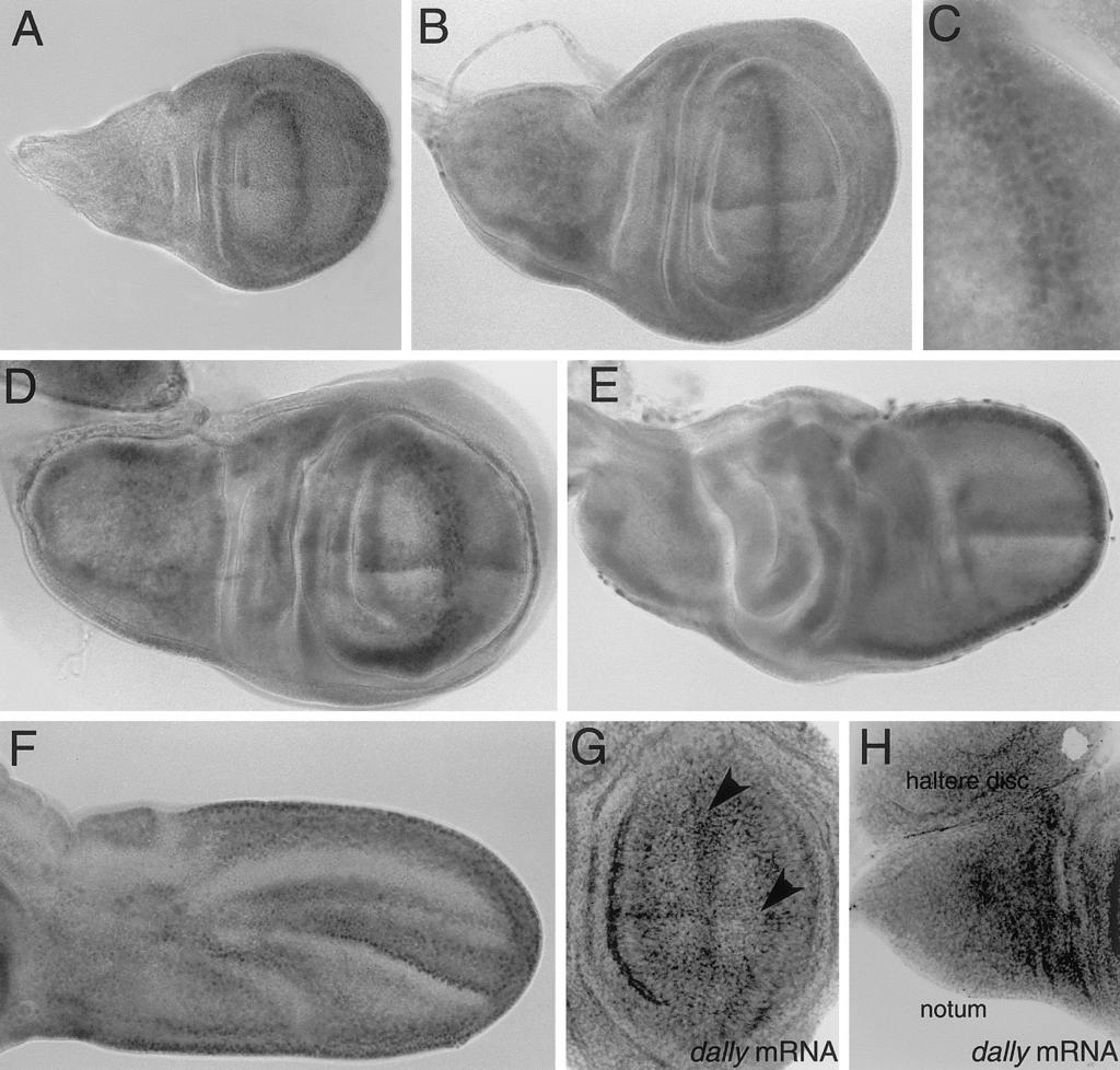 dally in Drosophila Sensory Organ Formation 435 FIG. 1. Patterns of dally enhancer trap expression in wing discs of third instar larval and prepupal stages.