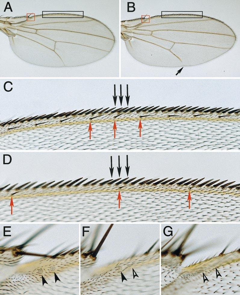 dally in Drosophila Sensory Organ Formation 441 FIG. 5. Wing phenotypes of dally mutants. Adult wings are shown for wild-type (A, C, and E) and dally P2 homozygote (B, D, F, and G).