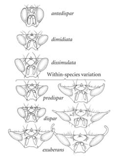 Homoplasy is Common Convergent and parallel evolution