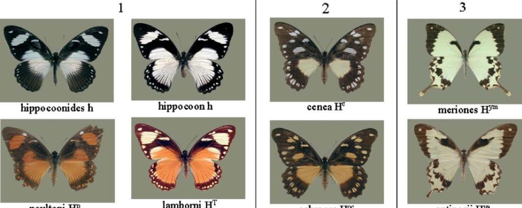 Polymorphic mimicry in Papilio dardanus (The