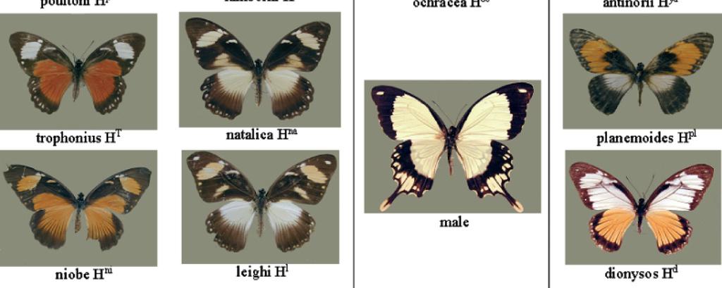 different species of distasteful butterflies.