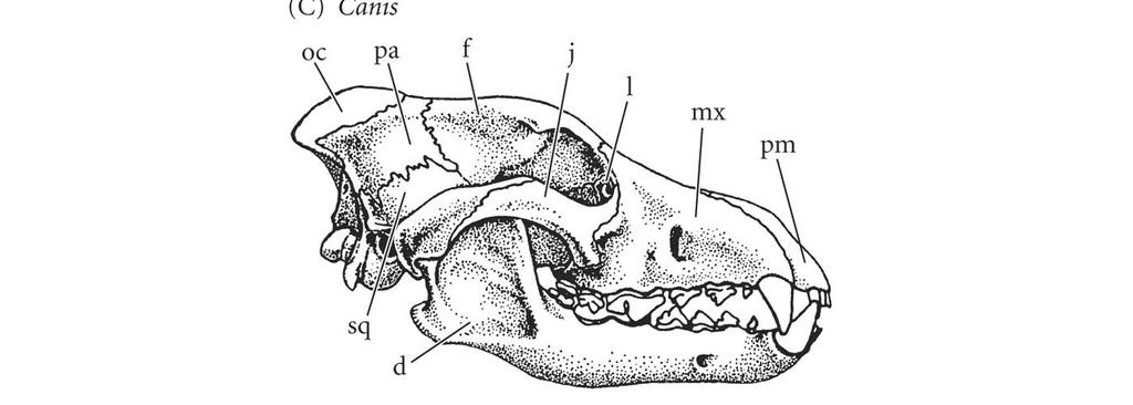 skull & lower jaw bones during