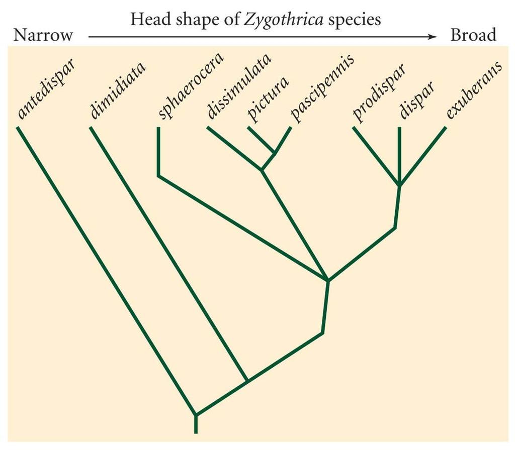Phylogenetic Analysis Documents