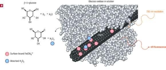 carbon nanotube fluorescent
