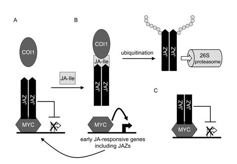 Chapter 1 Figure 2. Model for regulation of jasmonate-responsive gene expression by MYC and JAZ proteins.