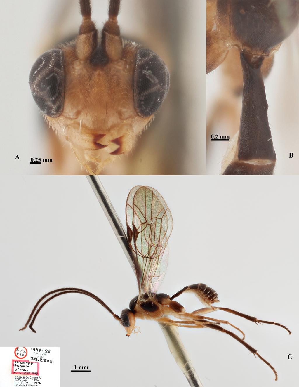 RESHCHIKOV A. et al., Neotropical Nanium (Hymenoptera: Ichneumonidae) Fig. 7.
