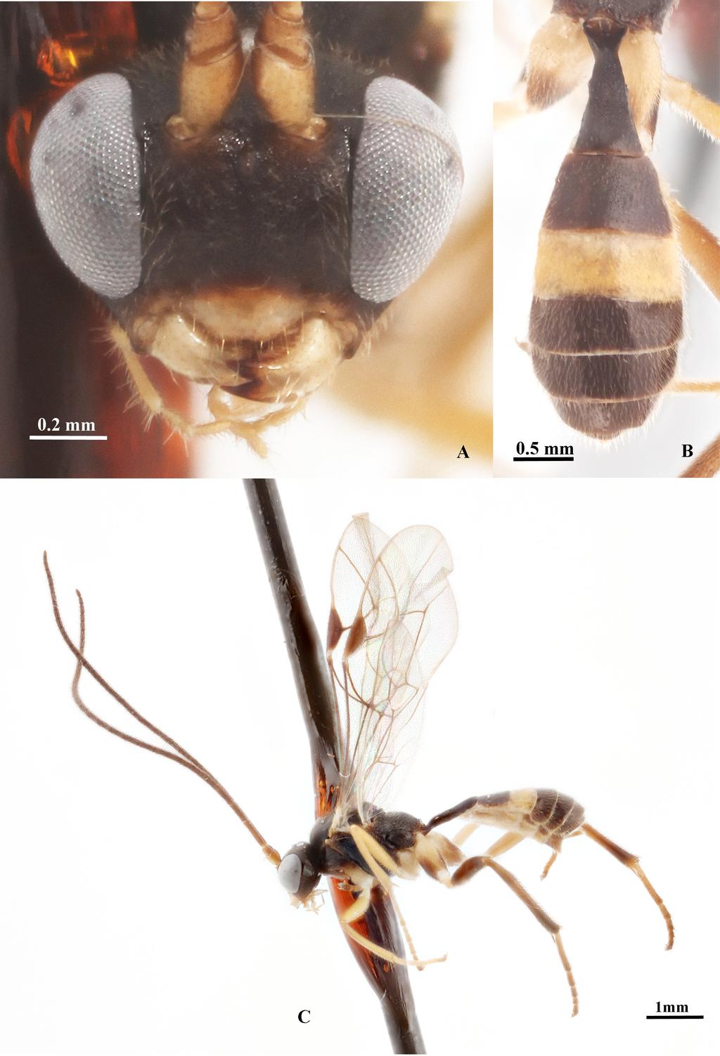 RESHCHIKOV A. et al., Neotropical Nanium (Hymenoptera: Ichneumonidae) Fig. 1.