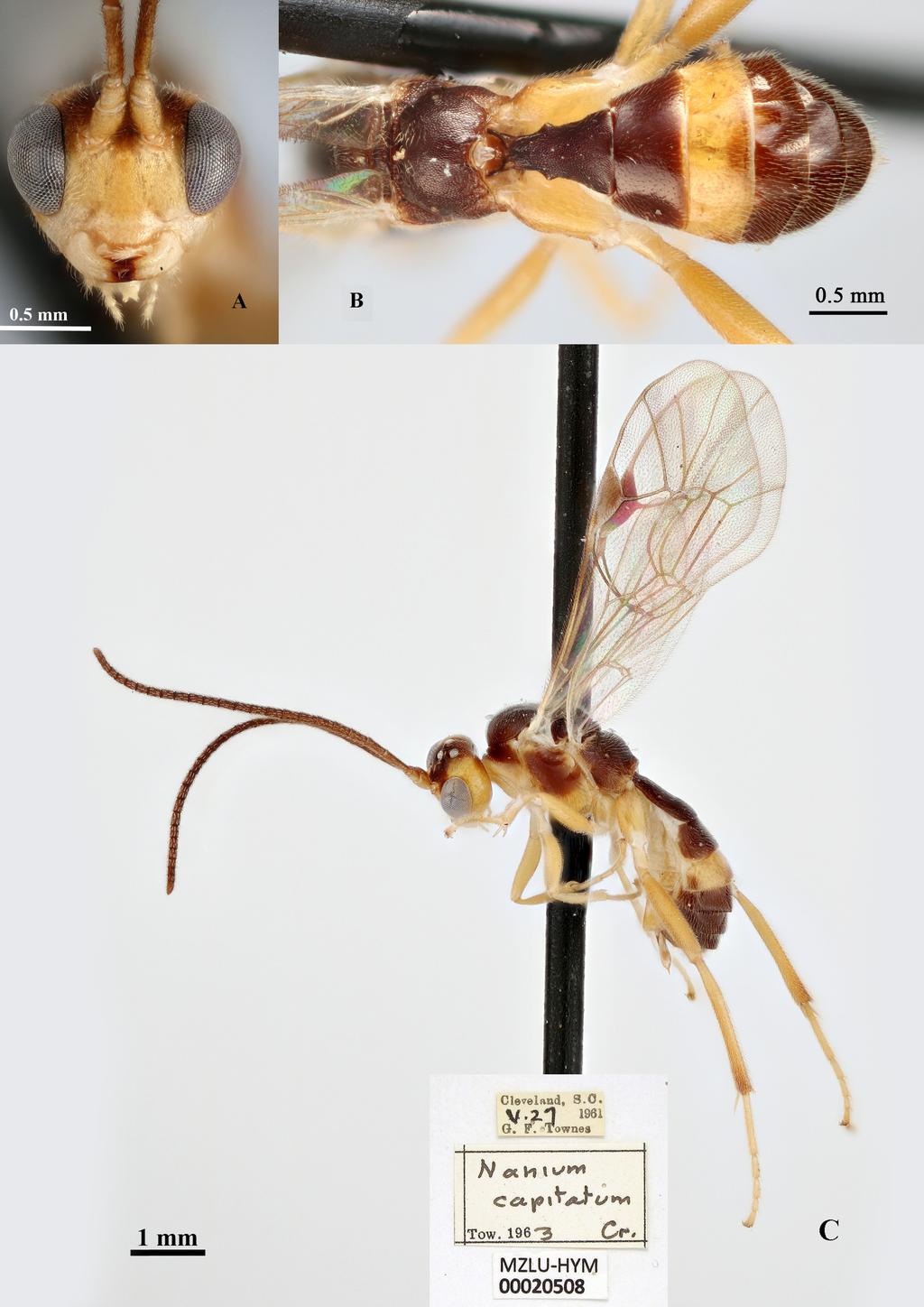 RESHCHIKOV A. et al., Neotropical Nanium (Hymenoptera: Ichneumonidae) Fig. 3.