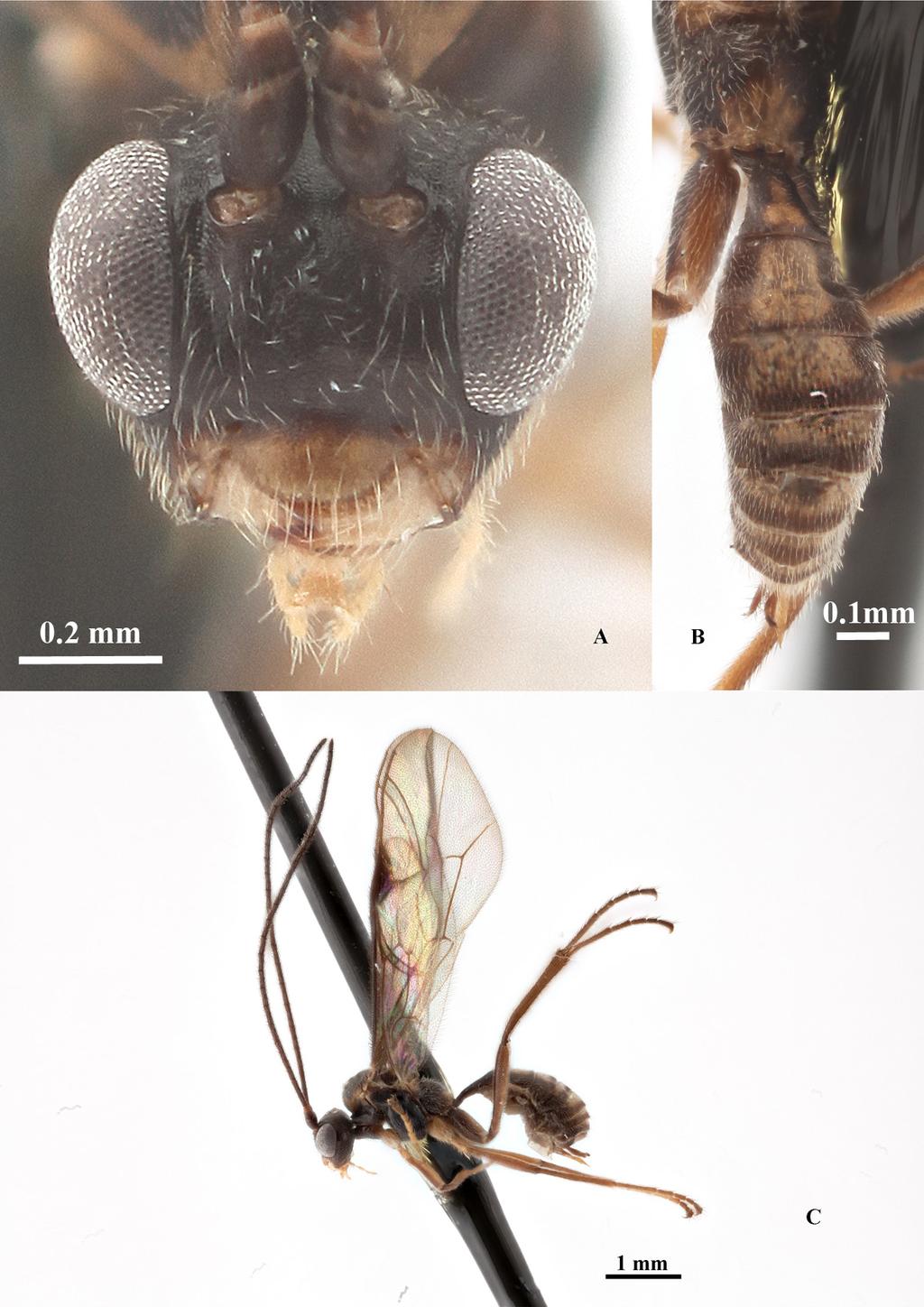 RESHCHIKOV A. et al., Neotropical Nanium (Hymenoptera: Ichneumonidae) Fig. 5.
