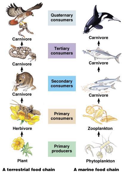 Charles Elton first pointed out that the length of a food chain is usually four or five links, called trophic