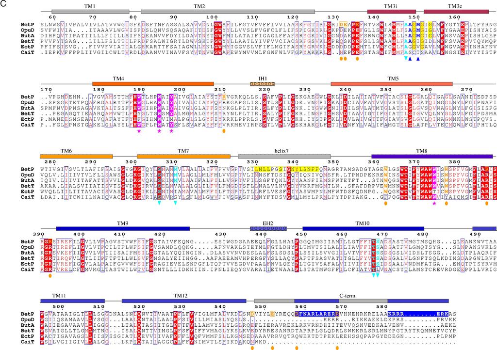 doi: 10.1038/nature07819 Figure S2: Amino acid sequence alignment of C. glutamicum BetP with five transporters of the BCCT family: Na+/glycine betaine transporter OpuD from B.