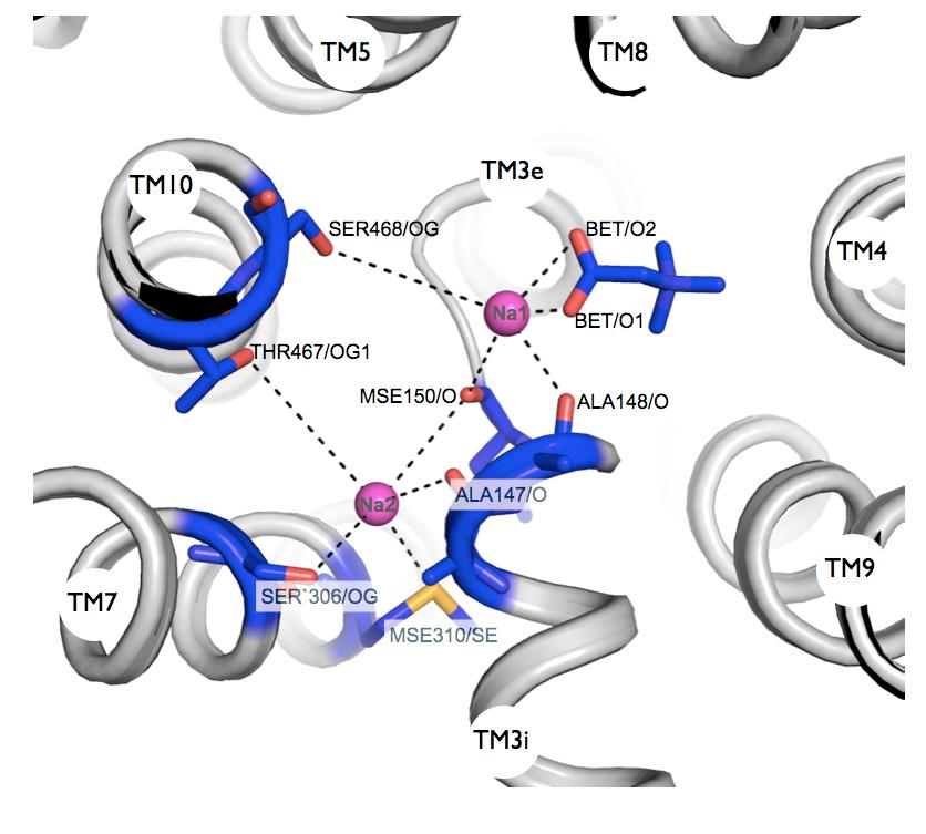 Figure S4: Potential sodium ion binding sites in BetP assigned via structural superposition with LeuT Aa.