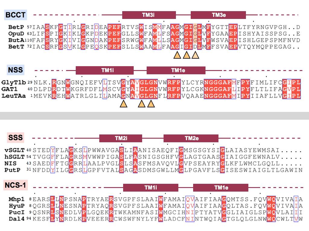 Figure S6: Sequence alignments of the first helix of the first repeat of different transporters of the BCCT, NSS, SSS and NCS-1 family by