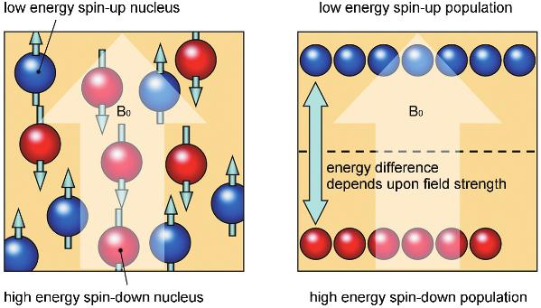 Some of the hydrogen nuclei align parallel with the magnetic field (in the same direction), while a smaller number of the nuclei align anti - parallel to the magnetic field (in the opposite