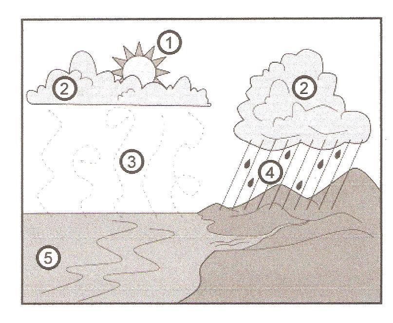 10. a) The following diagram shows the Water Cycle. (5 marks) Fill in the numbers from 1 to 5. Choose the words from the list below.