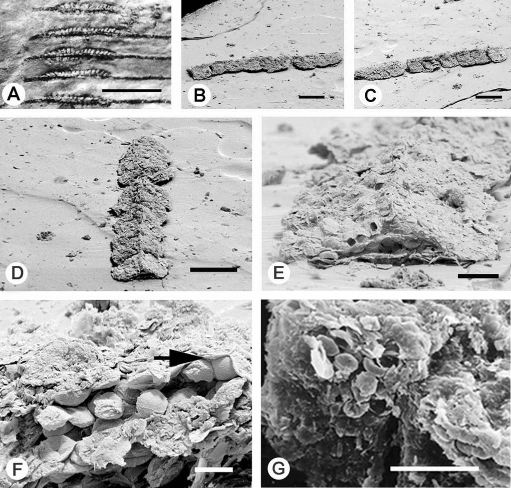 YANG ET AL. NEW MARATTIA SPECIES FROM LOWER JURASSIC OF CHINA 477 Fig. 4 Marattia aganzhenensis sp. nov. synangia and sporangia. A, Magnification of fig. 3E showing the synangia.
