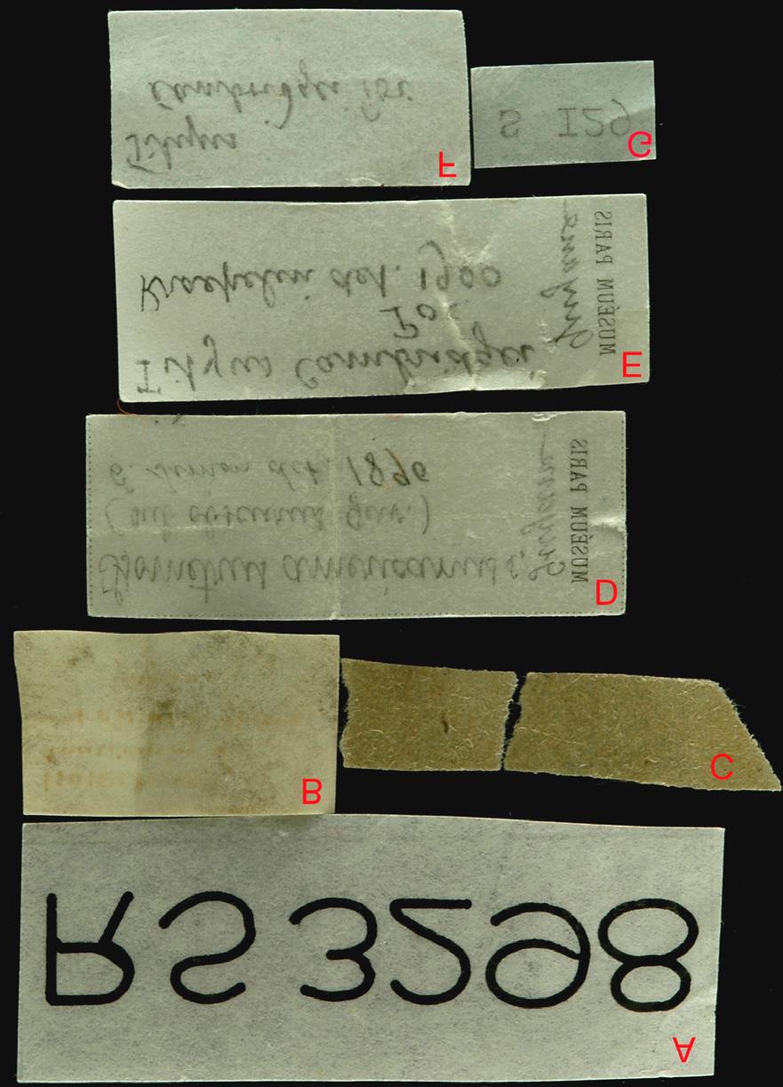 2 Euscorpius 2008, No. 75 Figure 1: Photograph of six labels found in the vial with the type specimens of Tityus (Atreus) obscurus. A, a label with the registration number. B, a label written by E.